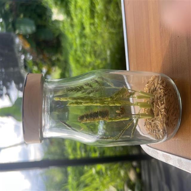 加購瓶中稻DIY（割稻體驗）,樹仔下