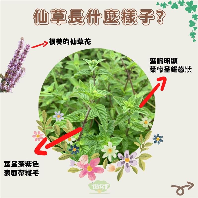 樹仔下,【樹仔下食農教室】你認識仙草嗎?