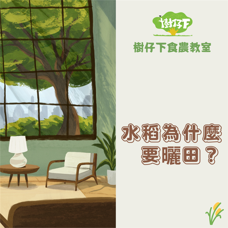 樹仔下,【樹仔下食農教室】水稻為什麼要曬田？