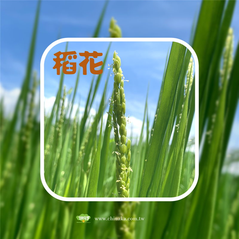 樹仔下,樹仔下的水稻開花囉