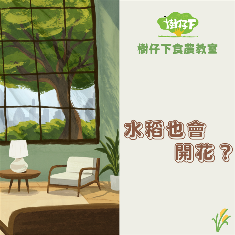 樹仔下,【樹仔下食農教室】水稻也會開花？