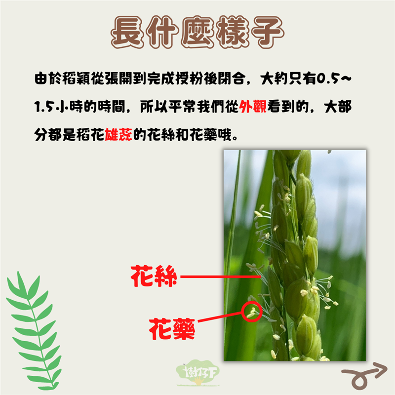樹仔下,【樹仔下食農教室】水稻也會開花？
