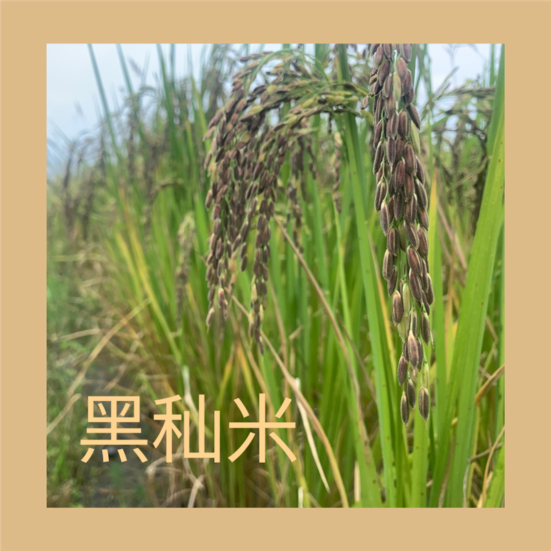 樹仔下,樹仔下為什麼會想種黑米？