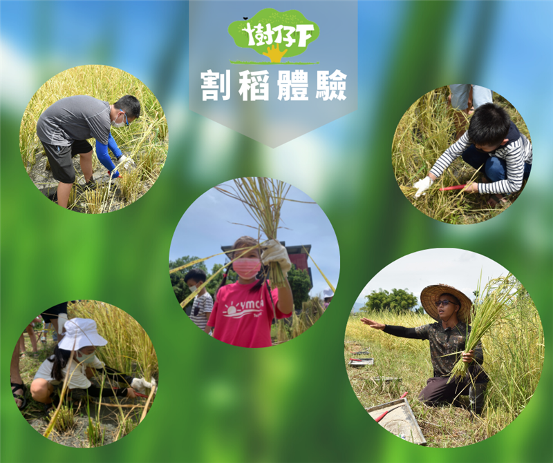 樹仔下,樹仔下割稻體驗